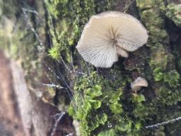 Hohenbuehelia cyphelliformis