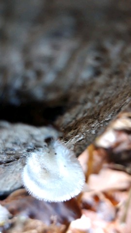 Trametes pubescens