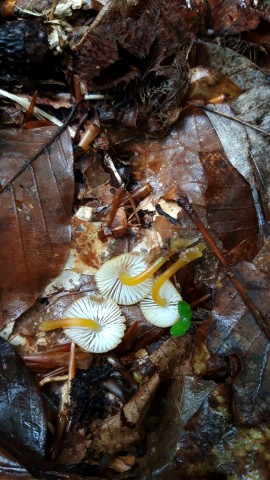 Mycena renati