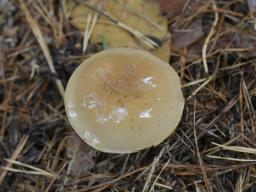 Phlegmacium cliduchum