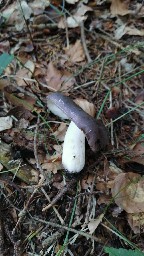 Russula cyanoxantha