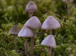 Mycena metata