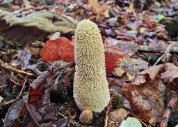Lycoperdon excipuliforme