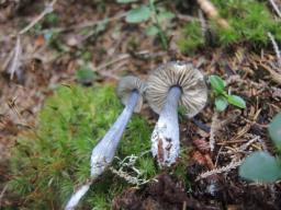 Entocybe nitida