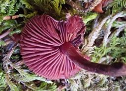 Melanophyllum haematospermum