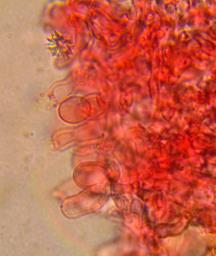 Resinicium bicolor