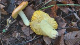 Russula aurea