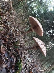 Macrolepiota procera