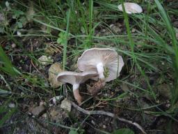 Leucocybe candicans