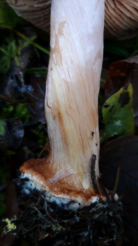 Cortinarius