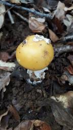 Amanita gemmata