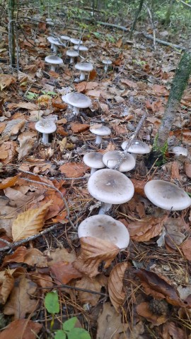 Clitocybe nebularis