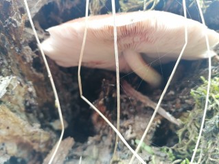Pluteus cervinus