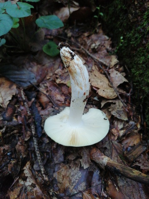 Russula pseudoaeruginea