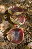 Russula queletii