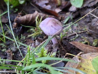 Inocybe geophylla var. lilacina