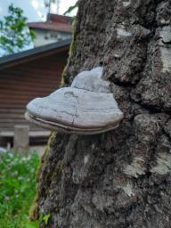 Fomes fomentarius