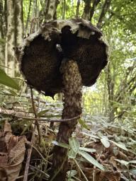 Strobilomyces strobilaceus