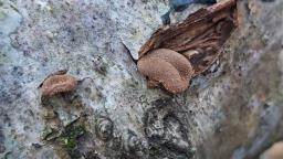 Encoelia furfuracea
