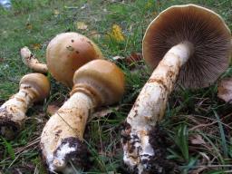 Cortinarius triumphans