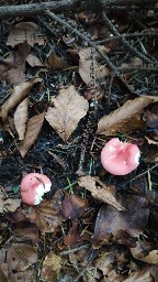 Russula emetica