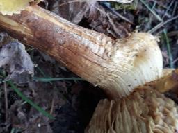 Armillaria ostoyae