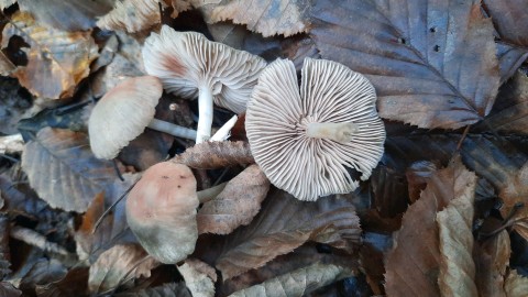 Entoloma rhodopolium