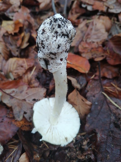 Amanita phalloides