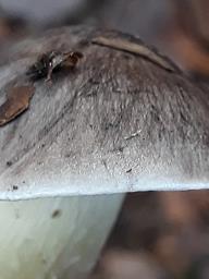 Tricholoma portentosum