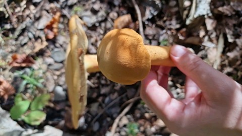 Phaeolepiota aurea