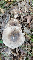 Russula densifolia