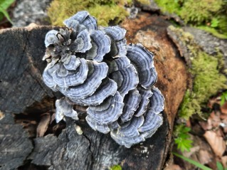 Trametes versicolor