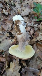 Boletus reticulatus