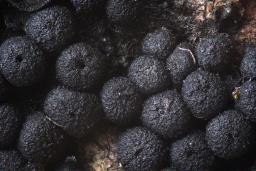 Tympanopsis confertula