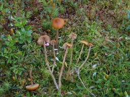 Galerina tibiicystis