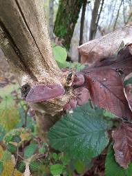 Auricularia auricula-judae