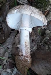 Amanita rubescens