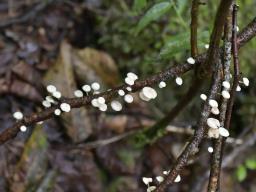 Collybiopsis ramealis