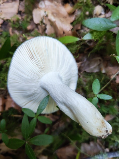 Russula aurora