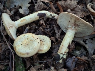 Lactarius flavidus