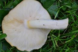 Calocybe gambosa