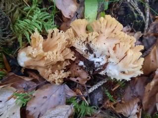 Ramaria flavosalmonicolor