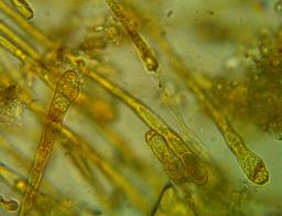 Ramsbottomia macrantha