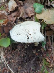 Amanita strobiliformis