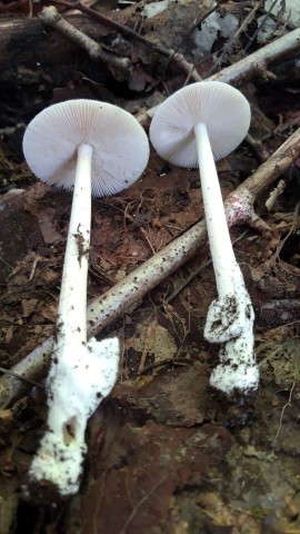 Amanita vaginata