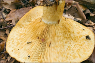 Lactarius scrobiculatus