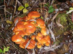 Flammulina velutipes