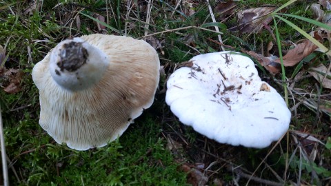 Lactifluus vellereus