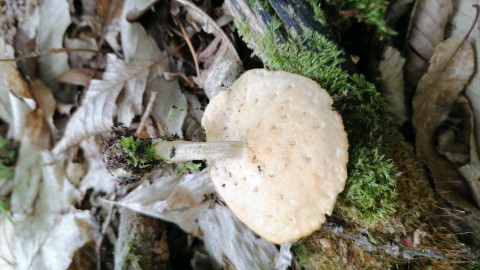 Polyporus tuberaster