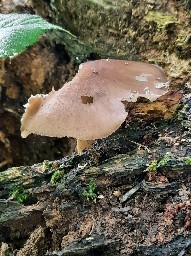 Pluteus cervinus